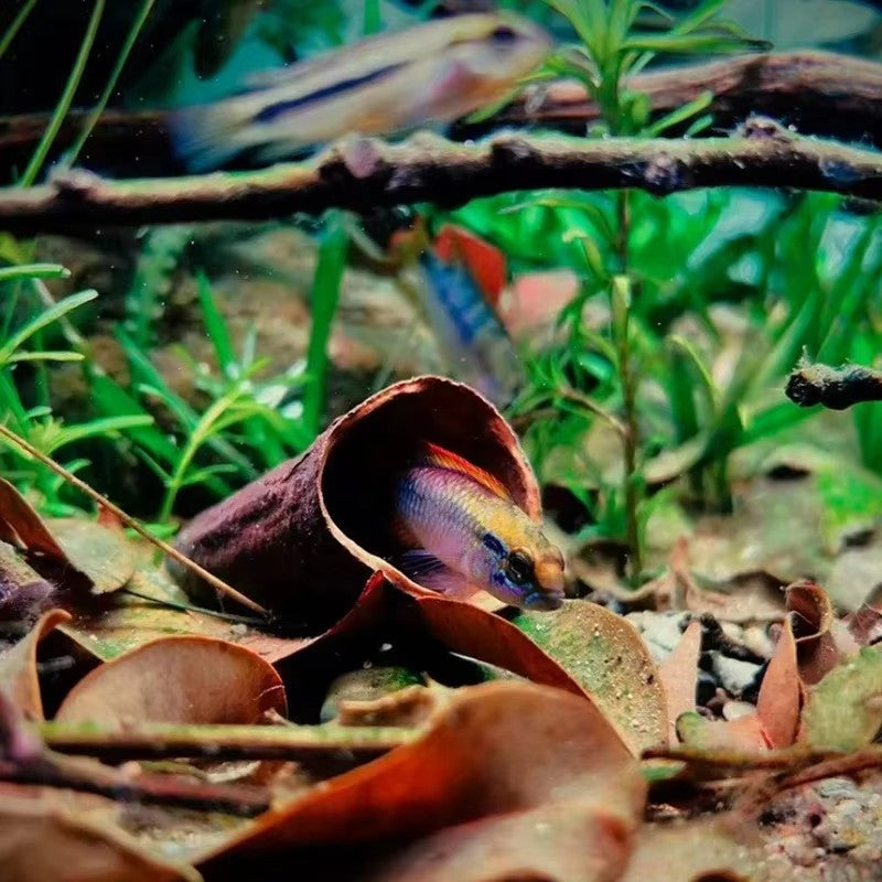Natural Aquarium Breeding Cave / Decoration / Shell Dwellers Breeding
