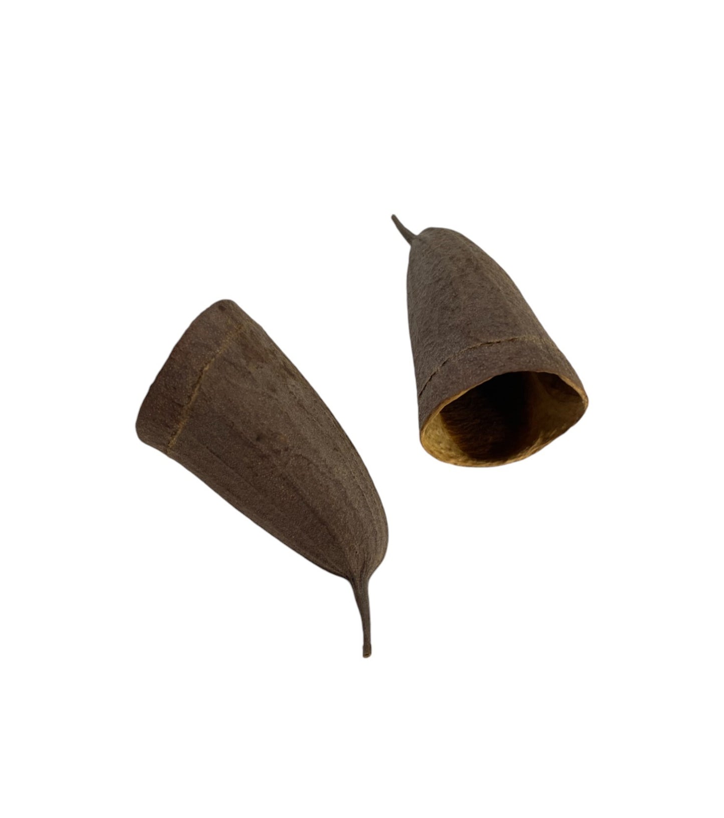 Natural Aquarium Breeding Cave / Decoration / Shell Dwellers Breeding