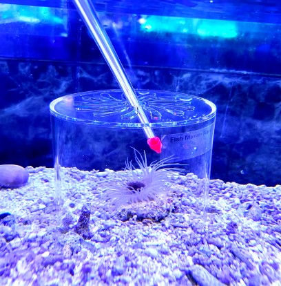 Coral Feeding Station Encloser 3.25" x 2.5" / Part # AQ-CPC-80