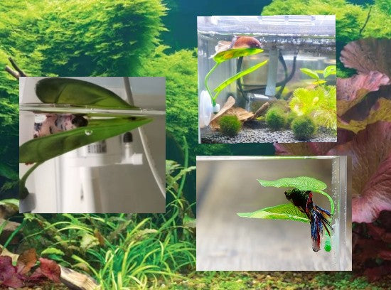 Aquarium Betta Fish Single Green Leaf for Rest and or Spawning Part # 3A