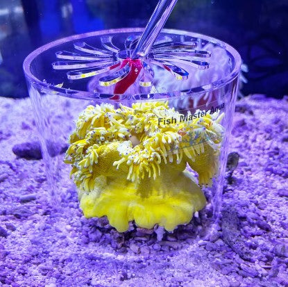 Coral Feeding Station Encloser 3.25" x 2.5" / Part # AQ-CPC-80