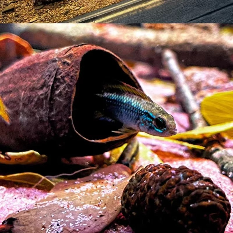Natural Aquarium Breeding Cave / Decoration / Shell Dwellers Breeding
