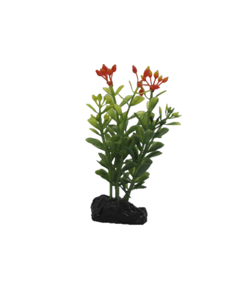 Penn Plax  4" Moneywort Foreground Plant Part # PPBT12