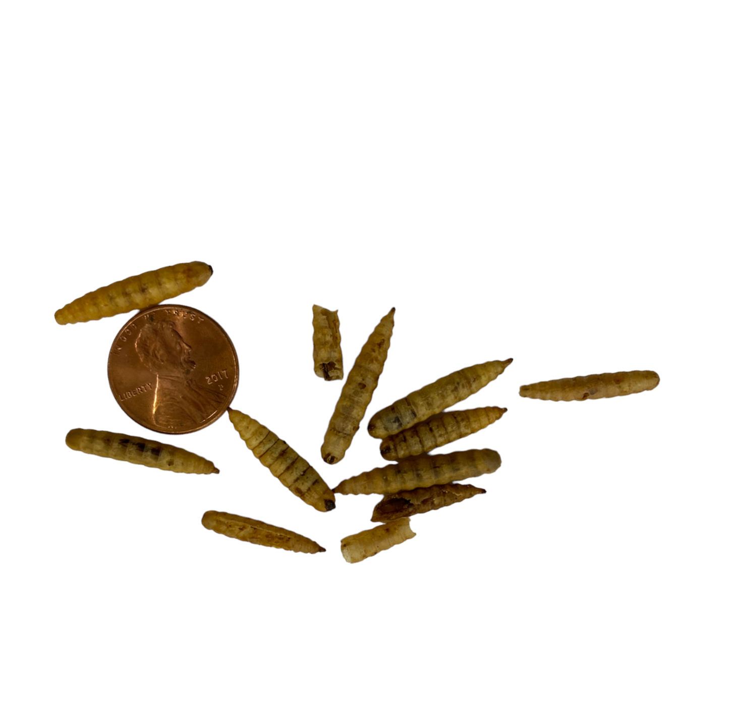 Aquatic Connections 5oz Black Soldier Fly Larvae