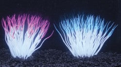 Penn Plax Pink Anemone Aquarium Ornament Part # SSA1P