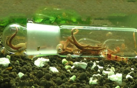 Aquarium Pest Control Worm Remover 1 Hole Cylinder Glass Trap