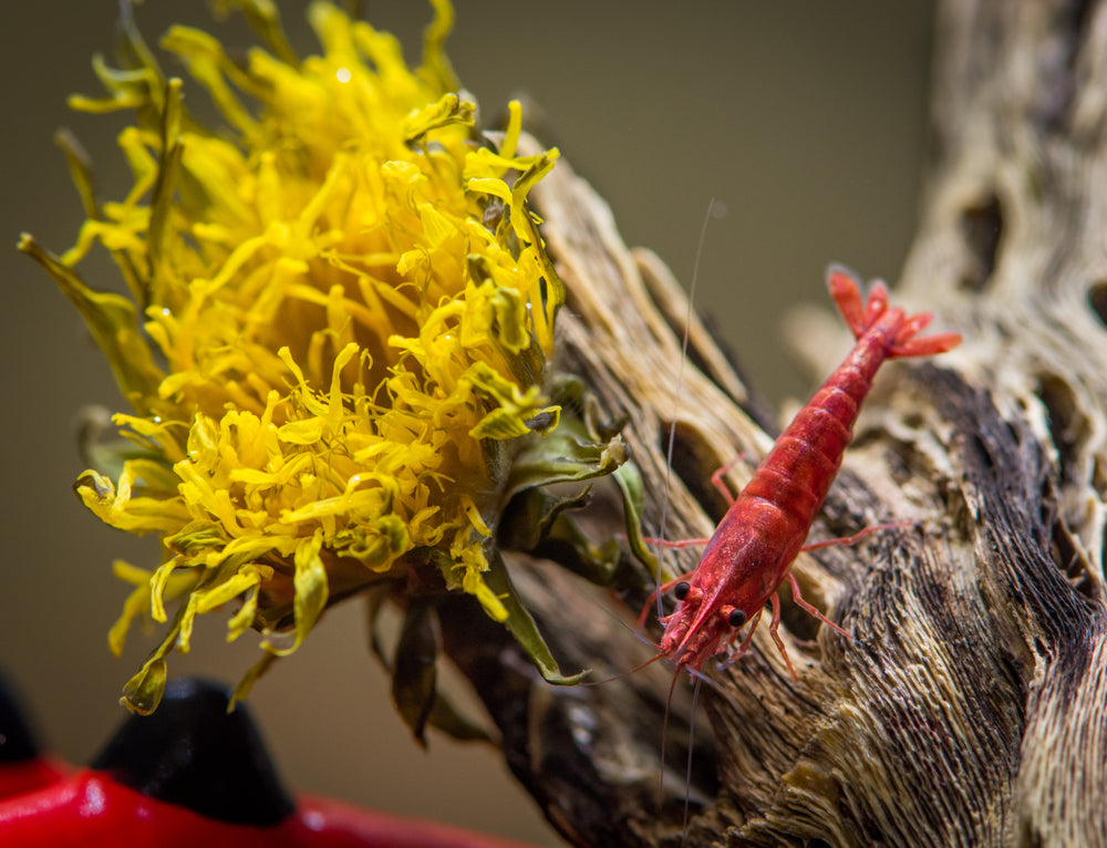 3" Cholla Wood Natural Aquarium Decoration Shrimp / Breeding Part# AQ-CHOLLA-01