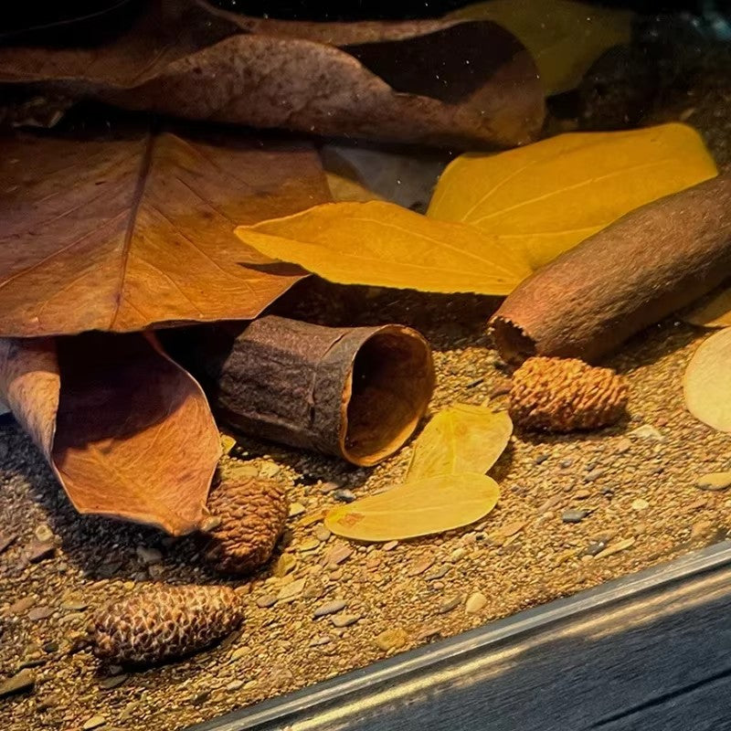 Natural Aquarium Breeding Cave / Decoration / Shell Dwellers Breeding