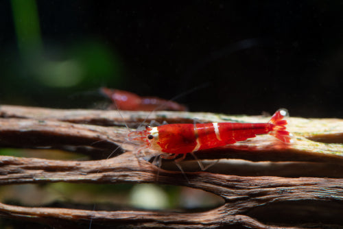 3" Cholla Wood Natural Aquarium Decoration Shrimp / Breeding Part# AQ-CHOLLA-05