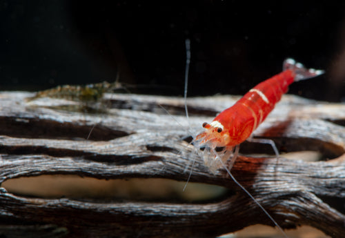 3" Cholla Wood Natural Aquarium Decoration Shrimp / Breeding Part# AQ-CHOLLA-01