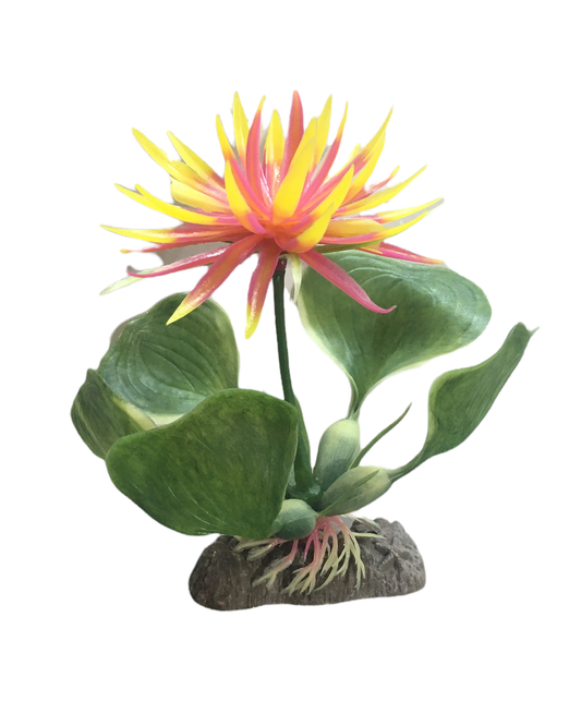 Penn Plax  3" Red & Yellow Water Hyacinth Plant Part # P22BH
