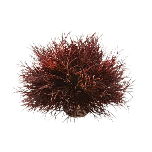 biOrb Aquatic Plastic Plant Crimson Sea Lily Part# 46077